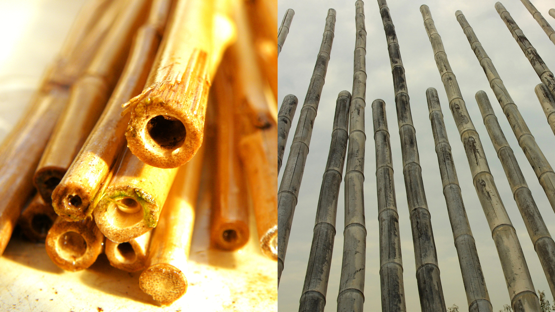 Cut bamboo sticks and poles
